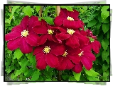 Czerwony, Clematis
