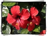 Czerwony, Hibiskus