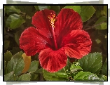 Hibiskus, Czerwony, Kwiat