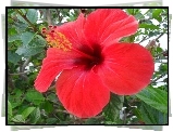 Czerwony, Hibiskus