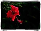 Kwiat, Czerwony, Hibiskus