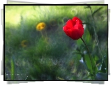 Czerwony, Tulipan, Kwiat, Bokeh