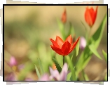 Czerwony, Tulipan, Kwiat, Zbliżenie