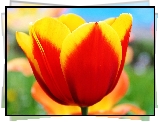 Żółto, Czerwony, Tulipan