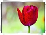 Czerwony, Tulipan