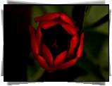 Czerwony, Tulipan