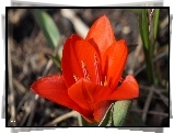 Czerwony, Tulipan