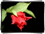 Czerwony, Tulipan
