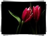 Czerwony, Tulipan