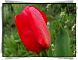 Czerwony, Tulipan