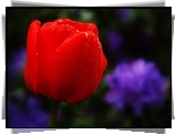 Czerwony, Tulipan