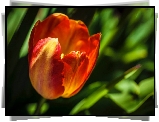 Czerwony, Tulipan