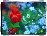 Tulipan, Czerwony, Kwiat