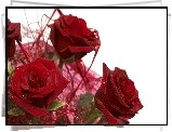 Wiązanka, Czerwonych, Róż