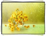 Dekoracja, Starzec wiosenny, Żółte, Kwiaty, Bokeh