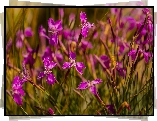 Różowe, Kwiaty, Goździki, Dianthus oschtenicus, Zbliżenie