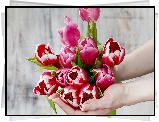 Kwiaty, Dlonie, Tulipany