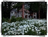 Dom, Willa, Las, Góra, Łąka, Margerytki