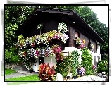 Dom, W Kwiatach, Ogród