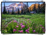 Stany Zjednoczone, Waszyngton, Park Narodowy Mount Rainier, Góry, Łąka, Domek, Drzewa, Kwiaty