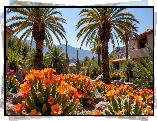Pomarańczowe, Kwiaty, Palmy, Domy