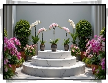 Podium, Kwiaty, Storczyki, Donice