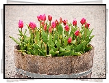Tulipany, Drewniana, Donica