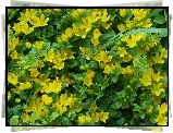 Żółte, Drobne, Kwiatuszki