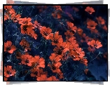 Pomarańczowe, Drobne, Kwiatki