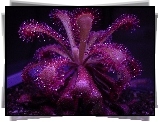 Drosera venusta
