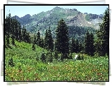 Góry, Drzewa, Kwiatki