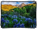 Stany Zjednoczone, Kolorado, Góry, San Juan Mountains, Mount Sneffels, Drzewa, Łąka, Łubin