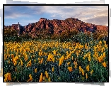 Góry, Łąka, Kwiaty, Maczki kalifornijskie, Pozłotki, Drzewa, Kaktusy, Chmury, Picacho Peak State Park, Arizona, Stany Zjednoczone