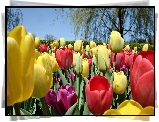 Tulipany, Drzewa, Wiosna