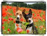 Łąka, Maki, Dwa, Pieski,Basenji