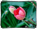 Dwa, Tulipany