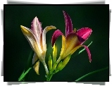 Kwiaty, Liliowce