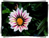 Gazania, Dwukolorowe, Liście