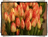 Dwukolorowe, Tulipany, Kwiaty