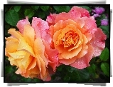 Róże, Dwukolorowe, Rosa