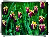 Dwukolorowe, Tulipany