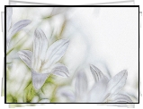 Campanula, Dzwonki, Fractalius