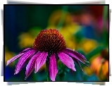 Kwiat, Echinacea, Jeżówka