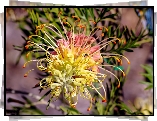 Grevillea, Egzotyczny, Kwiat