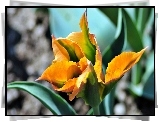 Tulipan, Żółty, Kwiat, Rozmycie
