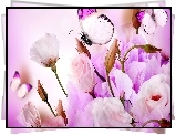 Kwiaty, Eustoma, Motyle