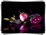 Liliowa, Eustoma, Odbicie