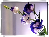 Eustoma