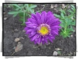Fioletowa, Cynia