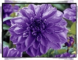 Fioletowa, Dalia